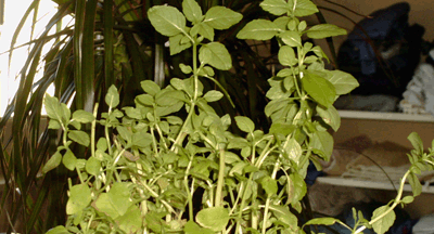 Basilic